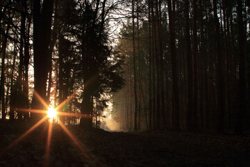 Zachód słońca w lesie 