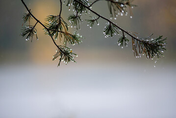 .beautiful view of the lake with fog and large drops clinging to pine branches on a gray autumn day