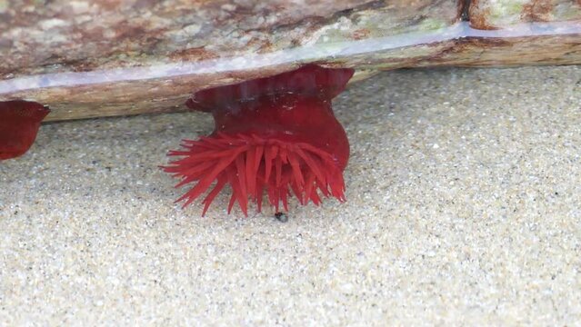 Seeanemone (actinia mediterranea)