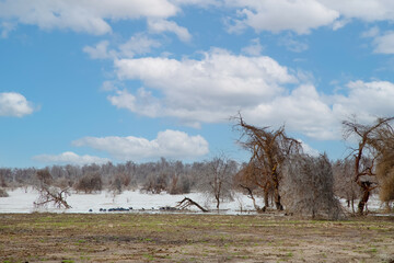 dead trees stand in lake in Africa. Global warming