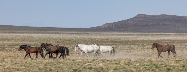 Herd of Wild Horses in Springtime in the Utah Desert