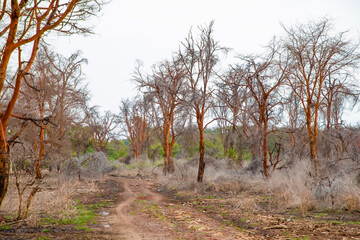 dead trees stand in lake in Africa. Global warming