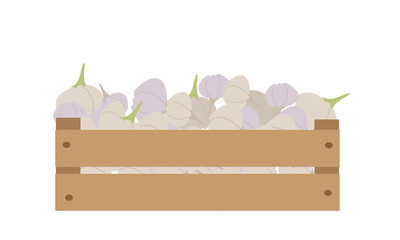 Vector illustration box with garlic isolate on white , harvesting autumn vitamins, season vegetable ,healthy and tasty food, bio and eco. Illustration for different design uses .	