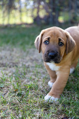 Portrait of sad, melancholic pyppu looking up at camera with tender expression. Cute, fluffy, plump Broholmer puppy, one month old, male danish molossian or mastiff breed.