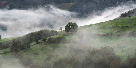 Mañana neblinosa en los prados de Asturias