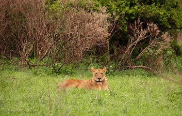 Lioness and cub South Africa closeup