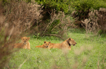 Lioness and cub South Africa closeup