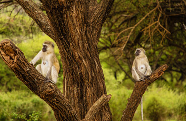 Juvenile African Vervet monkey, Chlorocebus pygerythrus