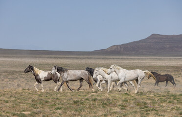 Obraz premium Herd of Wild Horses in Springtime in the Utah Desert
