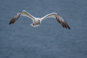 Northern Gannet (Morus bassanus) in flight over the sea.