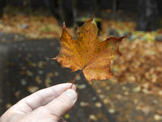 A maple leaf in a man's hand, a cloudy autumn day. Withering nature, close-up on a blurry background.