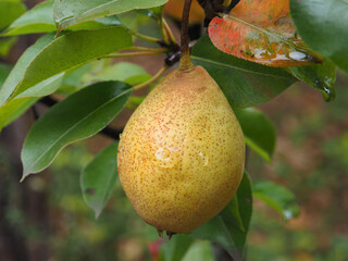 Pear tree on a branch, close-up on a blurry green background. Pear, a natural product full of vitamins.