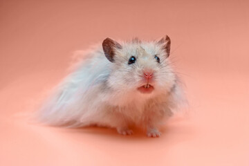 Grey Syrian hamster pink background looking forward