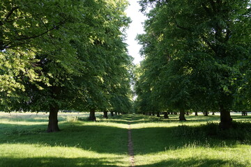 trees in the park