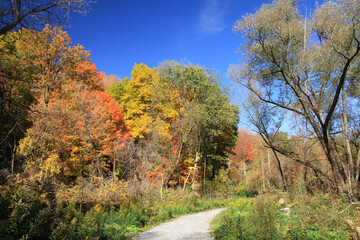Obraz premium Fall landscape with colorful trees
