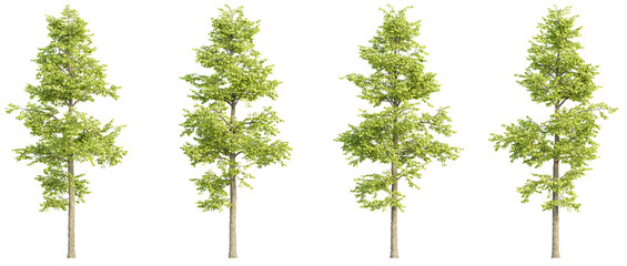 set of trees 3D rendering with transparent background, for illustration, digital composition, architecture visualization