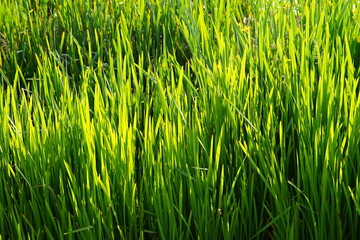 green grass background