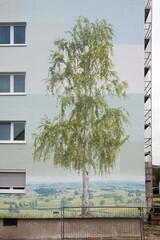 lovely rural German landscape mural streetart painting of a birch tree with a woodpecker bird on the trunk on a high-rise building in silicate paint