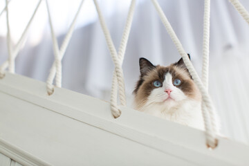 Blue bicolor ragdoll female cat looking interested. High quality photo