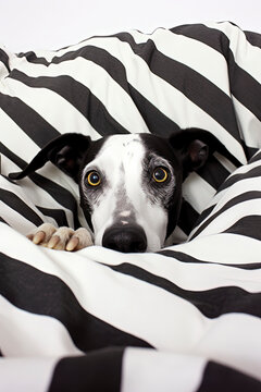 Generative AI image of dalmatian dog peeking from stripes