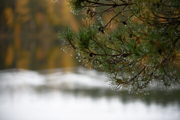 .beautiful view of the lake with fog and large drops clinging to pine branches on a gray autumn day