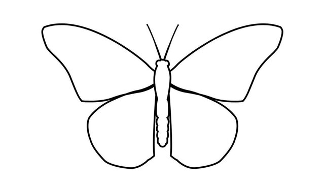 Animated black line butterfly flaps wings. Linear symbol. Looped video. Vector illustration isolated on white background.