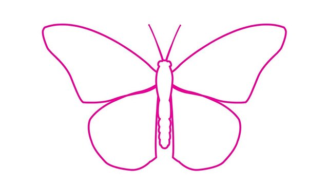 Animated pink line butterfly flaps wings. Linear magenta symbol. Looped video.  Vector illustration isolated on white background.