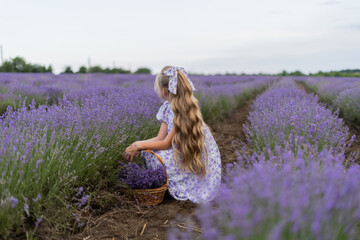girl in a lavender field