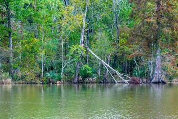 Trees on the Shoreline of Lake Fausse Pointe with Bald Cypress and Palmetto
