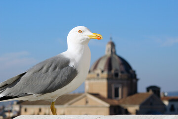 Seagull on the roof in the city Rome