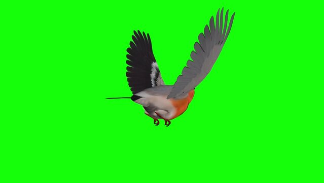 Red Bullfinch Bird - Flying Loop - Back Side View CU - Green Screen - Realistic 3D animation isolated on green background