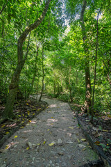 A beautiful path in the Impenetrable jungle of Mexico, a tropical paradise.