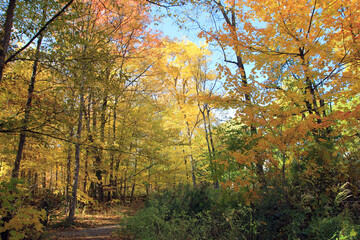 Fototapeta premium Fall landscape with colorful trees
