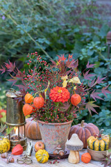 Herbst-Arrangement mit Blumenstrauß mit Zinnie, Hagebutten, Physalis und Ahornblättern, Kürbissen und vintage Laterne