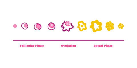 Menstrual cycle stages infographic illustration. Female uterus, woman. Vector illustration in flat style.