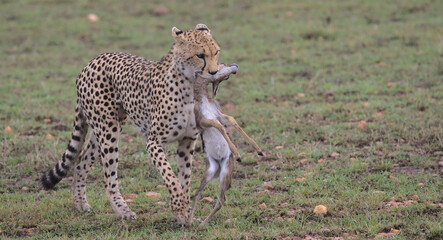 cheetah walking on the grass with thompson gazelle kill in its mouth in the wild masai mara, kenya