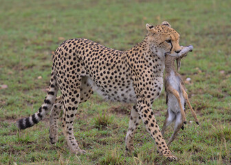 side view of cheetah walking in the wild savannah of the masai mara, kenya, with young thompson gazelle in its mouth