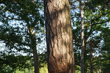 tree in the forest