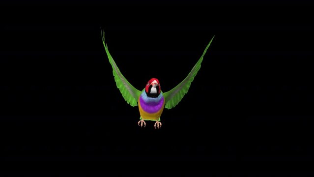 Australian Rainbow Finch - Flying Bird - Front View - Realistic 3D animation isolated with alpha on transparent background
