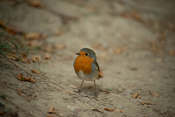 Erithacus rubecula