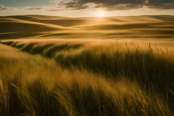 Obraz premium wheat field at sunset