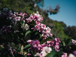 Spring flowers in the garden