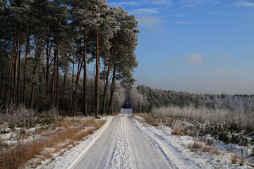 Droga przez las zimą - obrazy, fototapety, plakaty