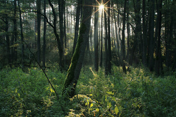 Wschód słońca w lesie. Promienie słońca przez gałęzie drzew.