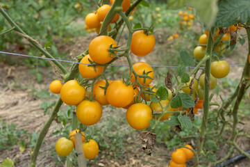 Ripe yellow cherry tomatoes grow in the garden close-up
