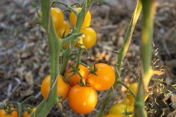 orange cherry tomatoes grow in the garden close-up