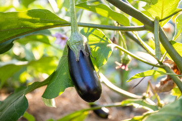 Ripe eggplant grows in the garden