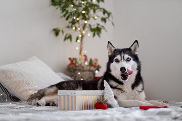 Black and white Husky in a bed under a warm blanket, the concept of family Christmas holidays
