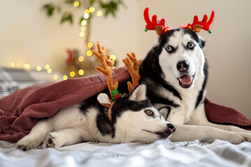 Two black and white Huskies in a bed under a warm blanket, the concept of family Christmas holidays