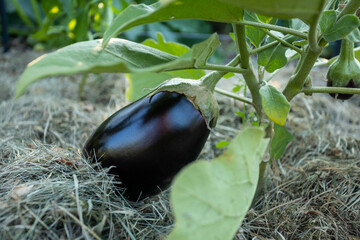Eco cultivation of eggplants. A mulched bed